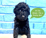 Puppy Green Goldendoodle