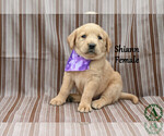 Small #2 Golden Labrador