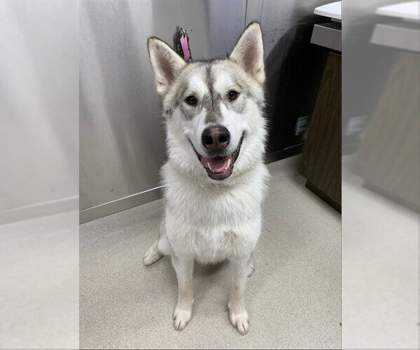 Medium Photo #1 Alaskan Malamute Puppy For Sale in Fairbanks, AK, USA