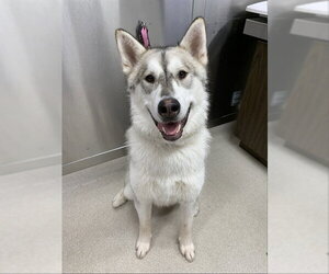 Alaskan Malamute Dogs for adoption in Fairbanks, AK, USA