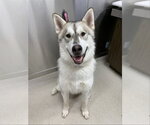Small Alaskan Malamute