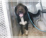 Small Poodle (Standard) Mix