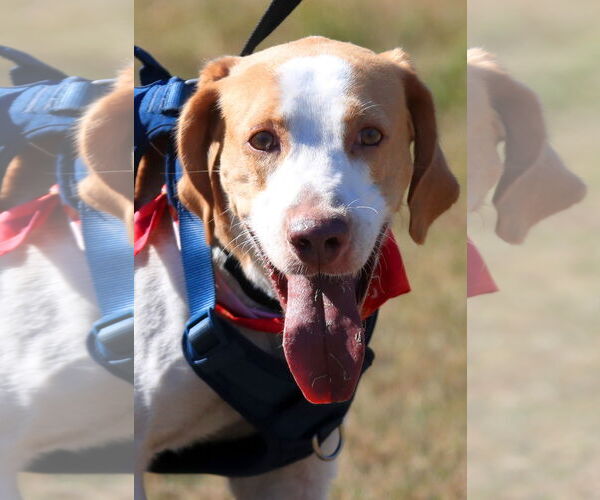 Medium Photo #4 American Foxhound Puppy For Sale in Tampa, FL, USA