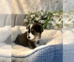 Small Photo #26 Australian Shepherd Puppy For Sale in LUMBERTON, TX, USA