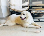 Small #1 Great Pyrenees