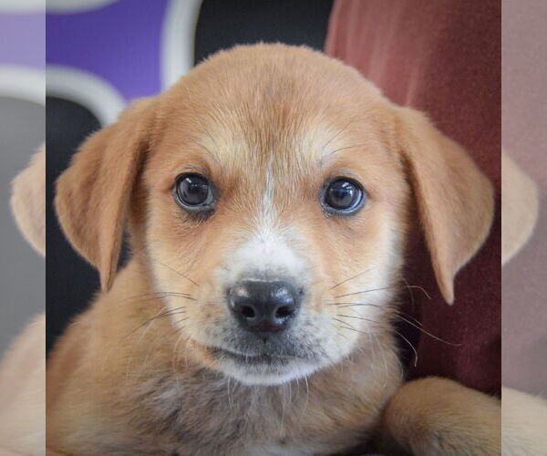 Medium Photo #6 German Shepherd Dog-Unknown Mix Puppy For Sale in Huntley, IL, USA