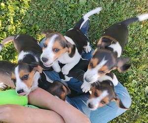 Beagle Puppy for sale in OAKLAND, MD, USA