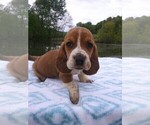 Puppy 8 Basset Hound