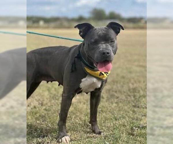 Medium Photo #14 American Pit Bull Terrier-Unknown Mix Puppy For Sale in Rockwall, TX, USA
