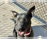 DOVE - Female Labrador Retriever-Unknown Mix Dog for Adoption - Small photo