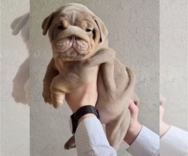 Medium Photo #1 English Bulldog Puppy For Sale in BERKELEY, CA, USA