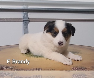 Cavalier King Charles Spaniel-Collie Mix Puppy for sale in NATHALIE, VA, USA