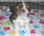 Small Photo #11 Shorkie Tzu Puppy For Sale in ORO VALLEY, AZ, USA