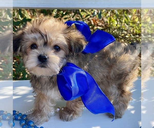 Medium Photo #1 Yorkie-ton Puppy For Sale in MC CLURE, PA, USA