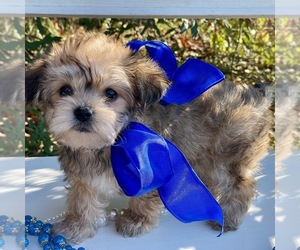 Yorkie-ton Puppy for sale in MC CLURE, PA, USA