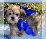 Small Photo #1 Yorkie-ton Puppy For Sale in MC CLURE, PA, USA