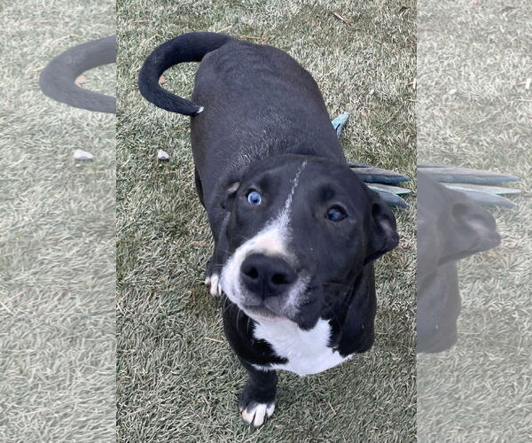 Medium Photo #6 American Staffordshire Terrier-Unknown Mix Puppy For Sale in Tracy City, TN, USA