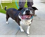 Small Photo #1  Puppy For Sale in , 