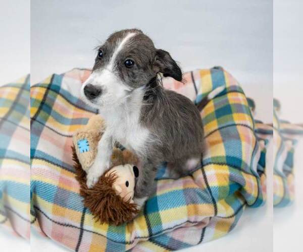 Medium Photo #5 Mutt Puppy For Sale in Kennesaw, GA, USA