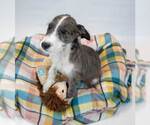 Small #4 Mutt
