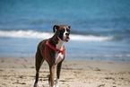 Small Photo #14 Boxer Puppy For Sale in BENICIA, CA, USA