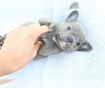 Small Photo #1 French Bulldog Puppy For Sale in ARLINGTON, WA, USA