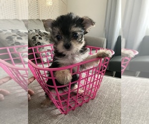 Morkie Puppy for sale in YUCCA VALLEY, CA, USA