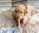 Small Photo #35 Aussiedoodle Puppy For Sale in ASHEVILLE, NC, USA