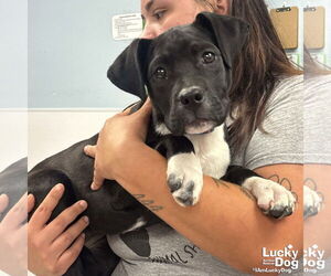 Labbe Dogs for adoption in Washington, DC, USA