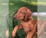 Small Photo #3 Rhodesian Ridgeback Puppy For Sale in GREENBRIER, AR, USA
