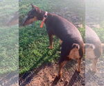 Small #5 Doberman Pinscher