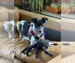 Small #3 Rat Terrier