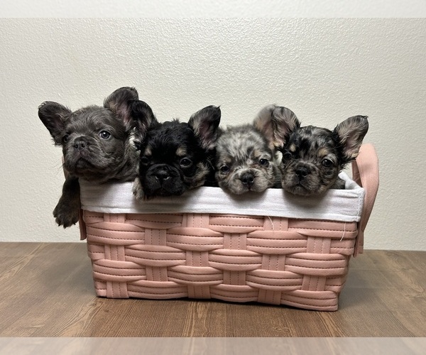 Medium Photo #2 French Bulldog Puppy For Sale in LOS ANGELES, CA, USA
