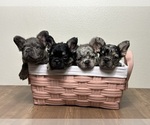 Small #1 French Bulldog