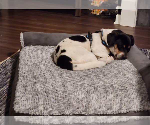 Medium Photo #3 Chihuahua-Unknown Mix Puppy For Sale in Holly Springs, NC, USA