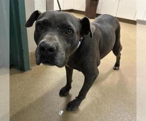 American Pit Bull Terrier Dogs for adoption in Santa Maria, CA, USA