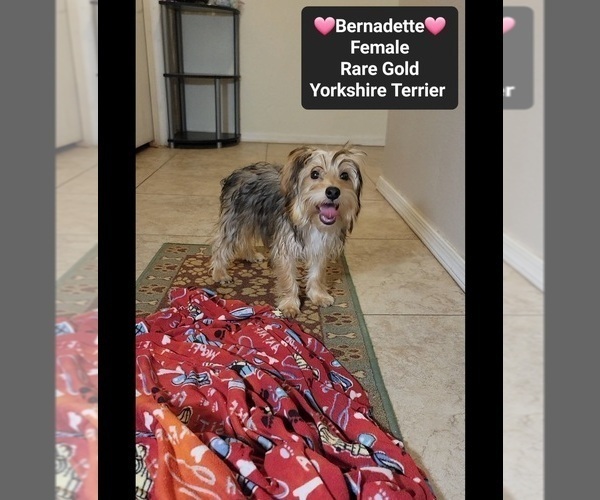 Medium Photo #3 Yorkshire Terrier Puppy For Sale in TUCSON, AZ, USA