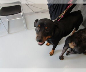 Rottweiler Dogs for adoption in Ocala, FL, USA