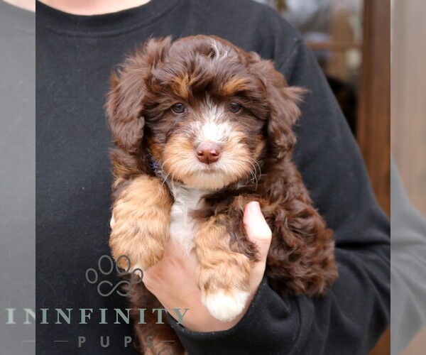 Medium Photo #4 Bernedoodle (Miniature) Puppy For Sale in LANCASTER, PA, USA