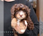 Small #3 Bernedoodle (Miniature)