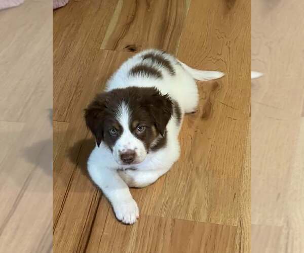 Medium Photo #4 Australian Shepherd-Unknown Mix Puppy For Sale in Des Moines, IA, USA