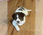 Small #3 Australian Shepherd Mix