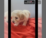Small #2 Morkie Poo (Toy)
