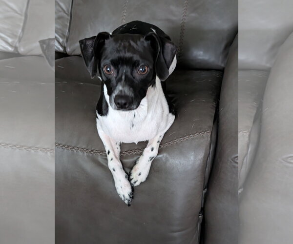 Medium Photo #3 Rat Terrier-Unknown Mix Puppy For Sale in Oakhurst, NJ, USA