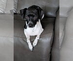 Small #2 Rat Terrier Mix