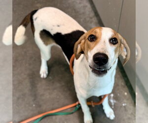 Beagle-Unknown Mix Dogs for adoption in Tavares, FL, USA
