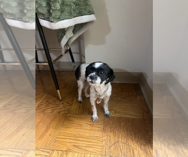 Medium Photo #1 Shih-Poo Puppy For Sale in ALEXANDRIA, VA, USA