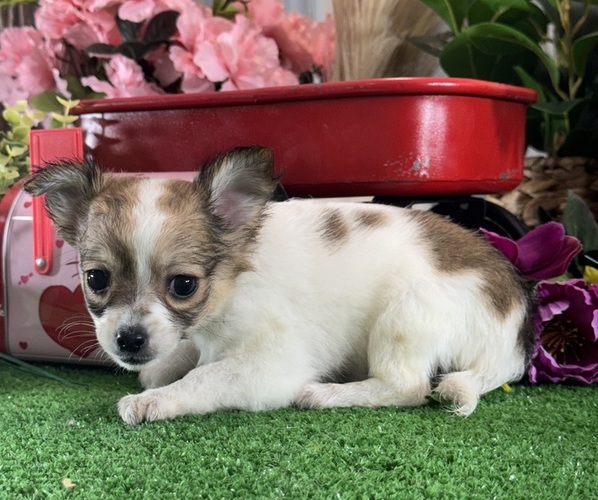Medium Photo #3 Chihuahua Puppy For Sale in CANOGA, NY, USA