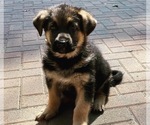 Small Photo #4 German Shepherd Dog Puppy For Sale in KENNESAW, GA, USA