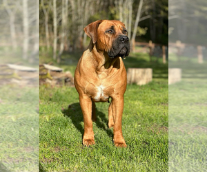 Mother of the Boerboel puppies born on 01/11/2025